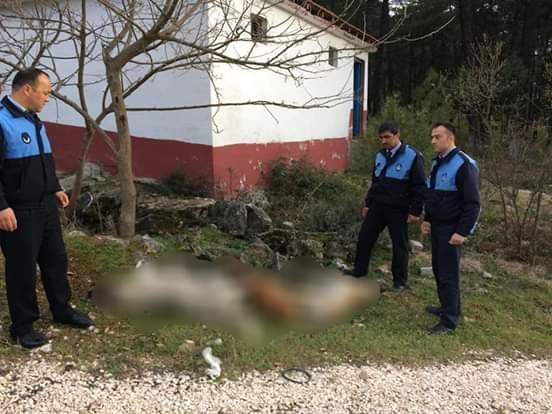 Bursa'da da 3 köpek zehirlenerek öldürüldü! - Resim : 1