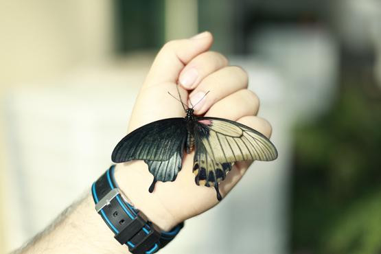 Çift cinsiyetli kelebeğe yoğun ilgi - Resim : 2