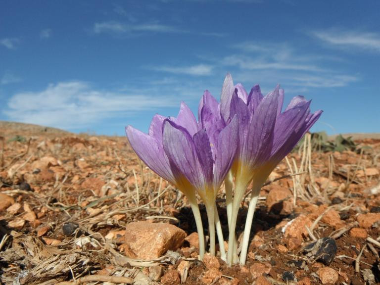 Crocus%2C%20%20Kemaliye