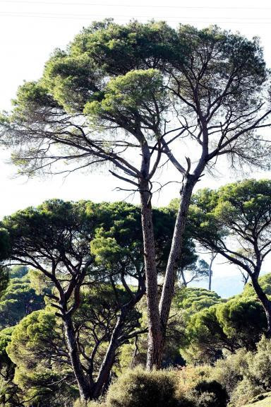 Fıstık çamlarının kesimine mahkeme dur dedi - Resim : 2