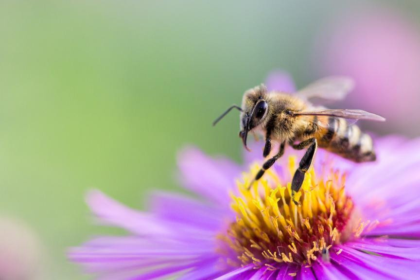 Tarım ilaçlarındaki tehlike: Glifosat kanser yapıyor, arıları yok ediyor - Resim : 2