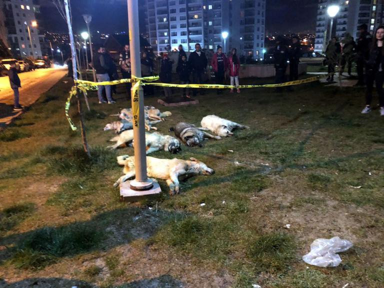 Ankara’da 13 köpek zehirlenerek öldürüldü - Resim : 1