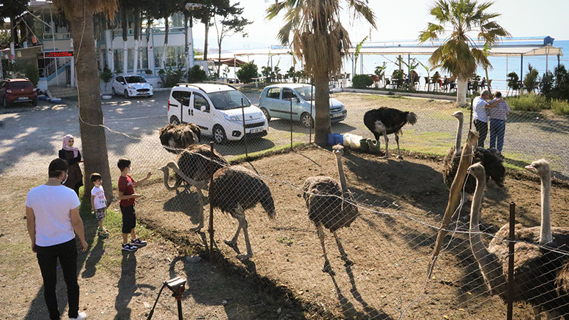 Deve kuşu çiftliğiyle yurt dışına açılmayı hedefliyor - Resim: 2