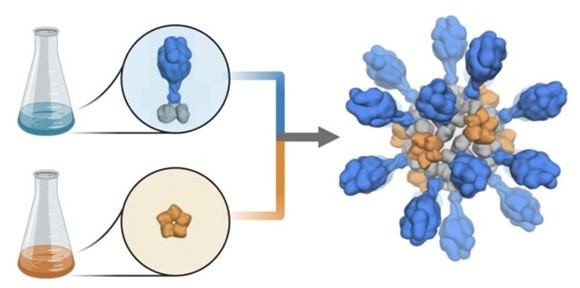 Kovid-19 nanopartikül aşısı, farelerde antikor oluşturdu - Resim: 1
