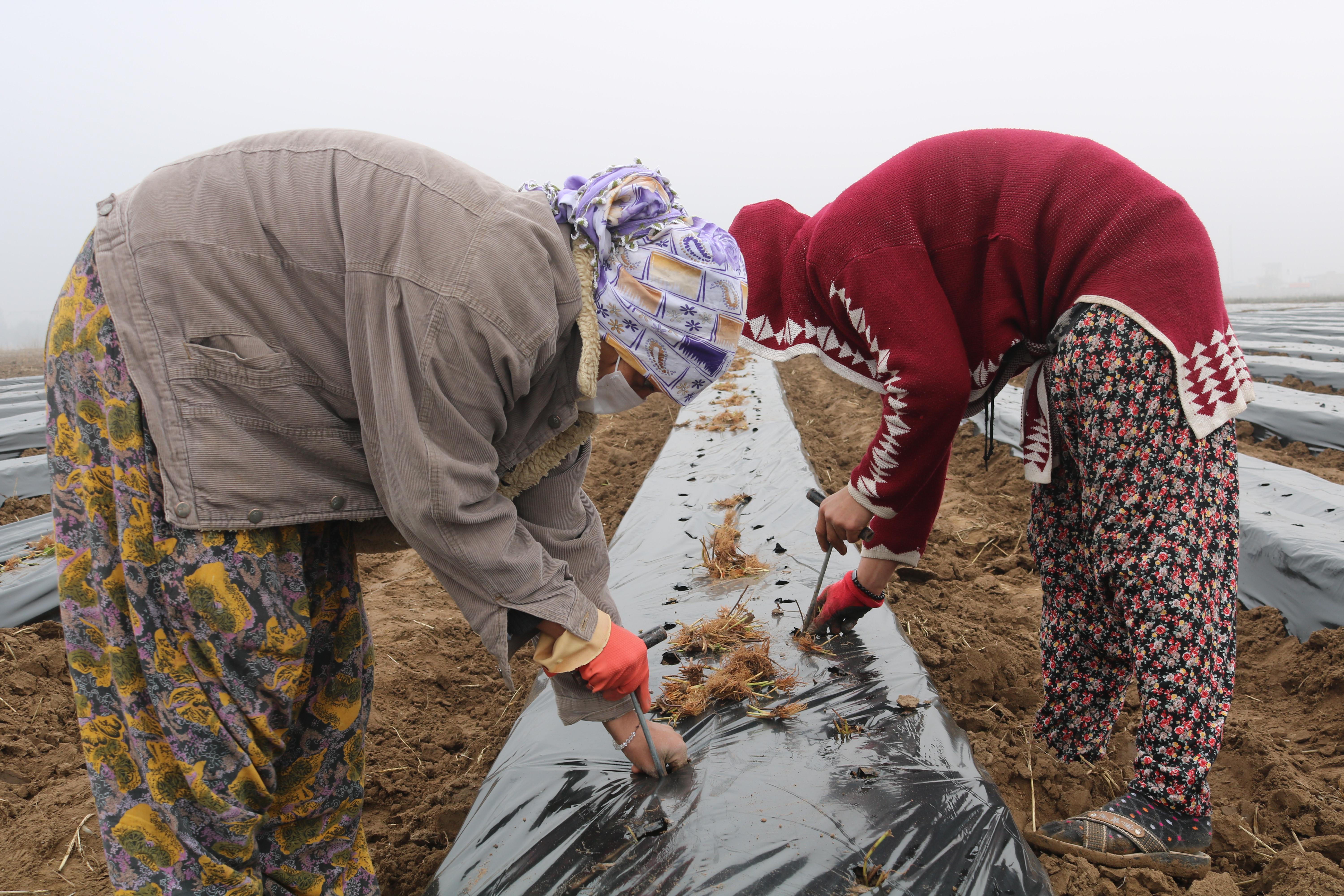 Diyarbakır'da kadınlara istihdam için çilek bahçesi oluşturuldu - Resim: 3