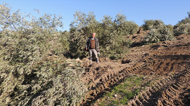 880 dönüm zeytin ağacı sökülüyor - Resim: 2