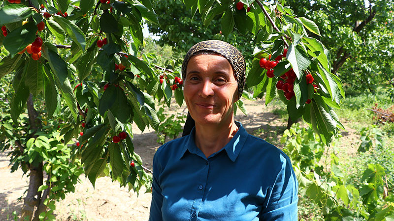 Şarköy'ün iri kirazının bahçeden sofraya lezzet yolculuğu - Resim: 1