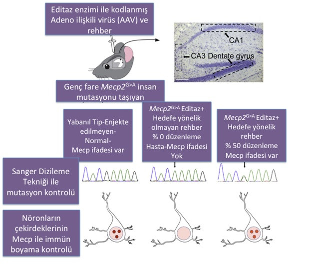 Nörolojik hastalıkta mutasyon RNA düzenleme ile onarıldı - Resim: 1