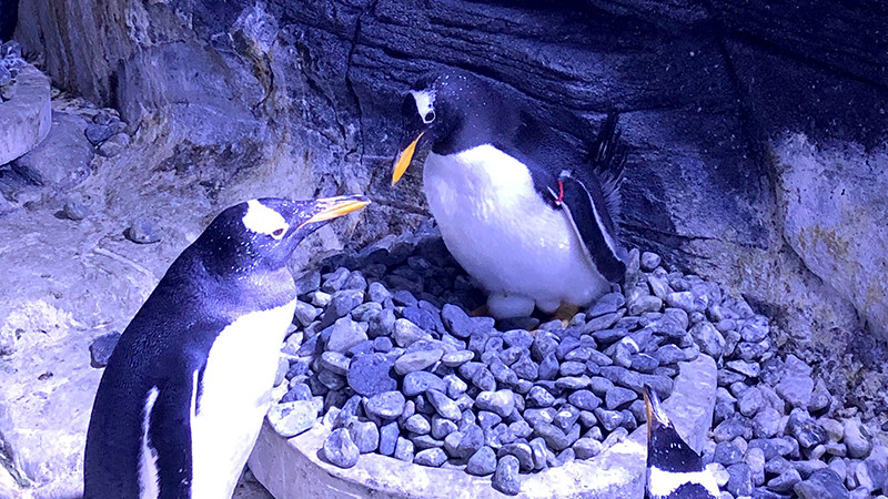 Türkiye'nin ilk bebek kutup pengueni İstanbul'da dünyaya geldi - Resim: 1