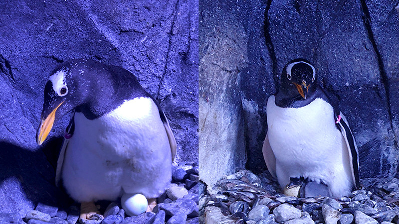 Türkiye'nin ilk bebek kutup pengueni İstanbul'da dünyaya geldi - Resim: 2