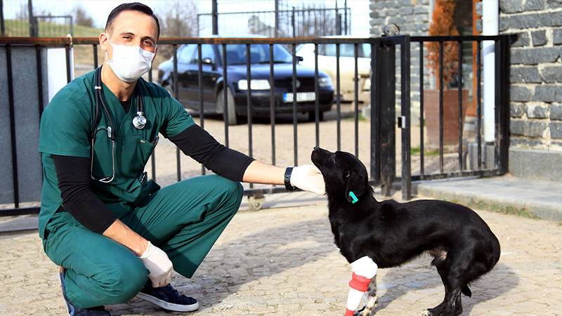 Bacağı kesilen sokak köpeği 3 boyutlu yazıcıdan tasarlanan protezle yürüdü - Resim: 1