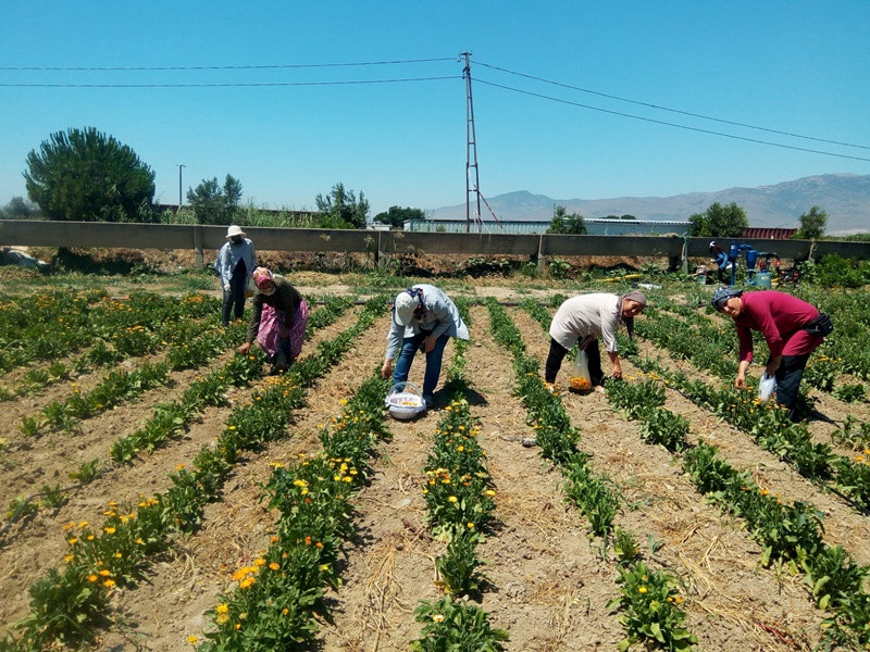 Yerli Yerinde'nin yeni durağı menemen oldu Üreten kadınlara yıllık 5 milyon lira gelir sağlandı - Resim: 1