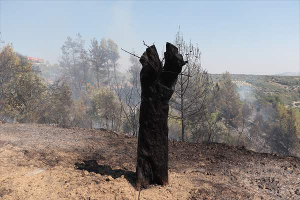 Ormanlık alanda başlayıp zeytin bahçesine sıçrayan yangın söndürüldü - Resim: 2