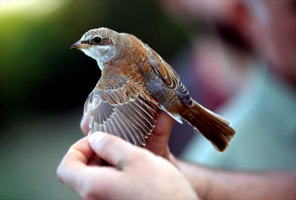 Antalya'da halkalanan kuşlar İskandinavya'ya kadar göç ediyor - Resim: 1