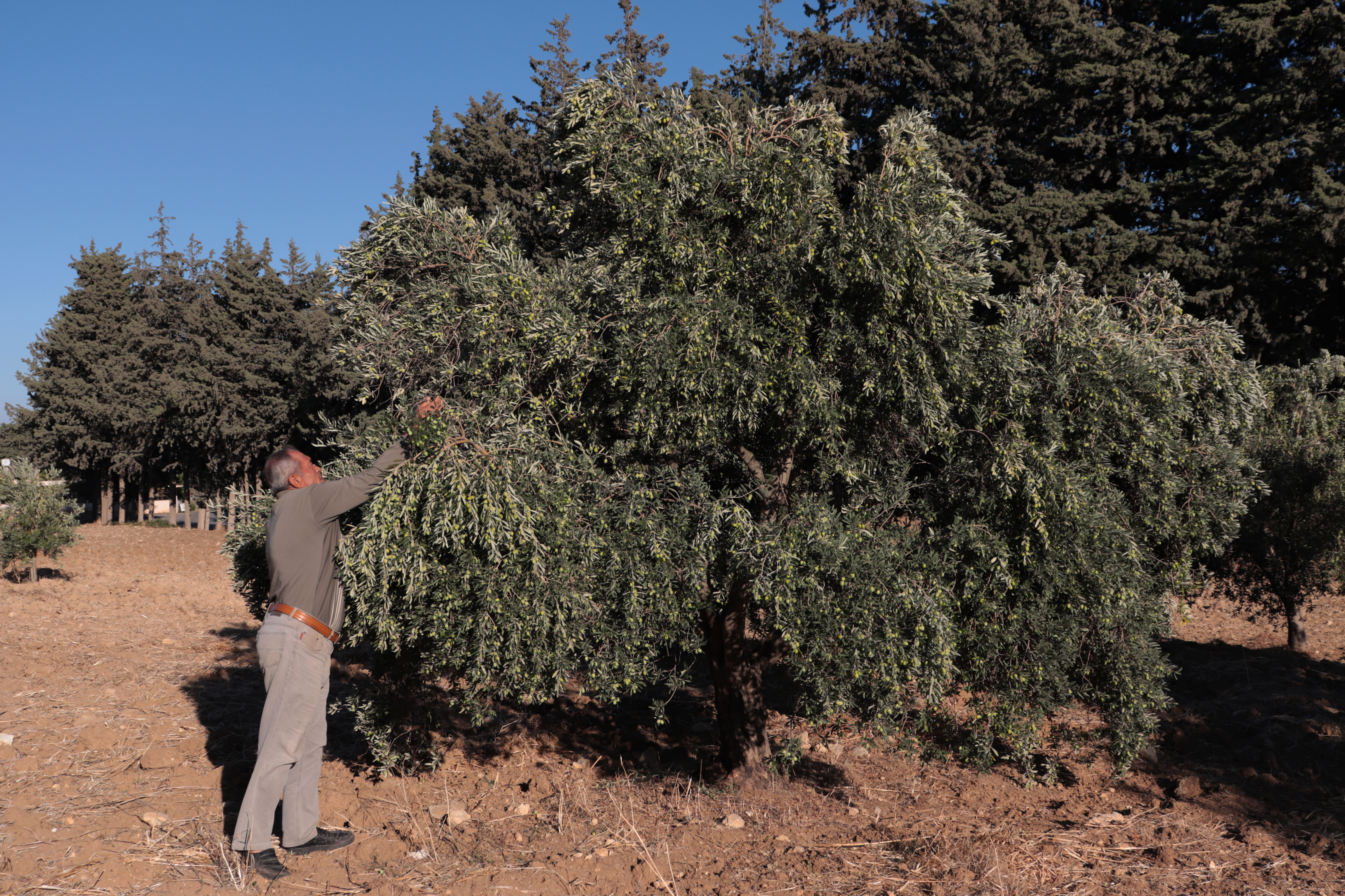 Hatay Altınözü'nde, zeytin hasadından beklenti yüksek - Resim: 1