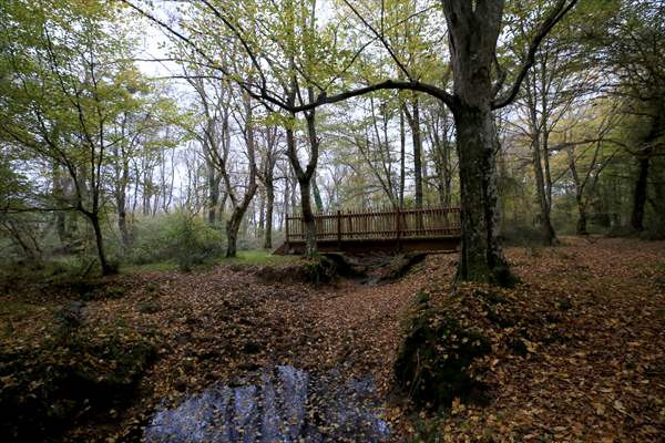 Longoz Ormanı'ndaki dereler ahşap köprüler ile aşılacak - Resim: 3