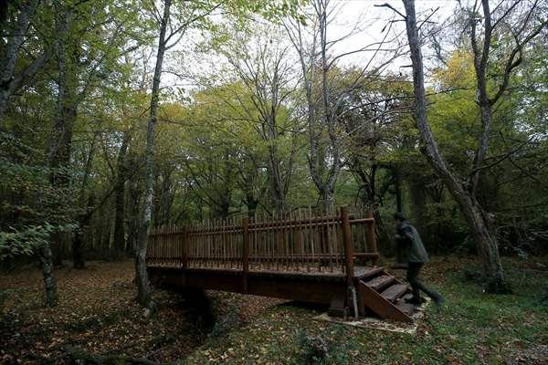 Longoz Ormanı'ndaki dereler ahşap köprüler ile aşılacak - Resim: 1