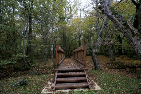 Longoz Ormanı'ndaki dereler ahşap köprüler ile aşılacak - Resim: 2