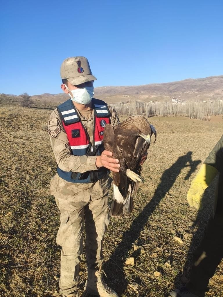 Yaralı bulunan kaya kartalı tedavi altına alındı - Resim: 2