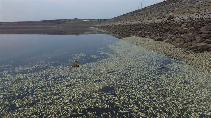 Baraj göletinde toplu balık ölümleri üzerine inceleme başlatıldı - Resim: 1