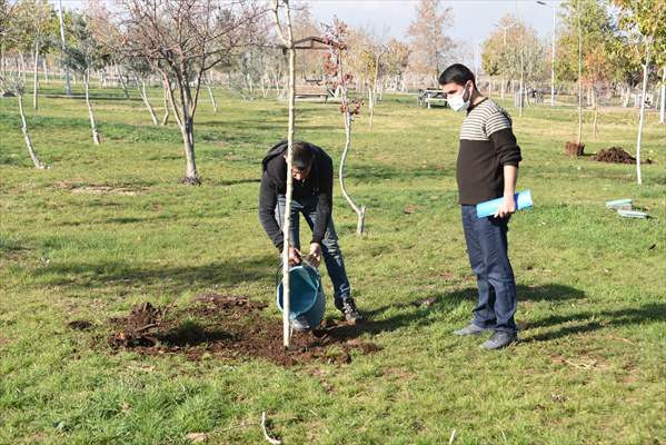 Şanlıurfa'da ağaç kesen kişiye fidan dikme cezası - Resim: 3