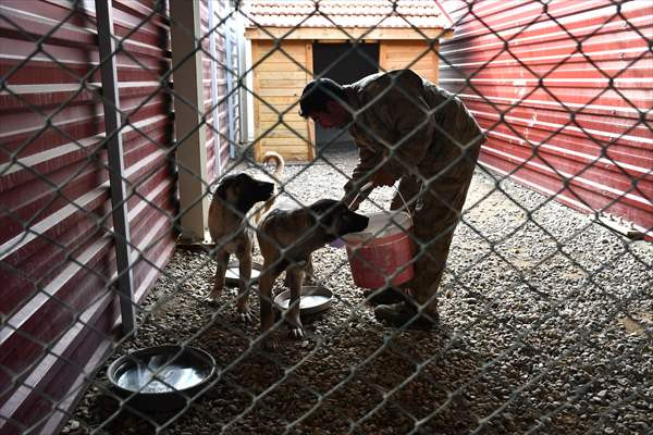 Kangal köpekleri 'tam donanımlı' merkezde yetiştiriliyor - Resim: 1