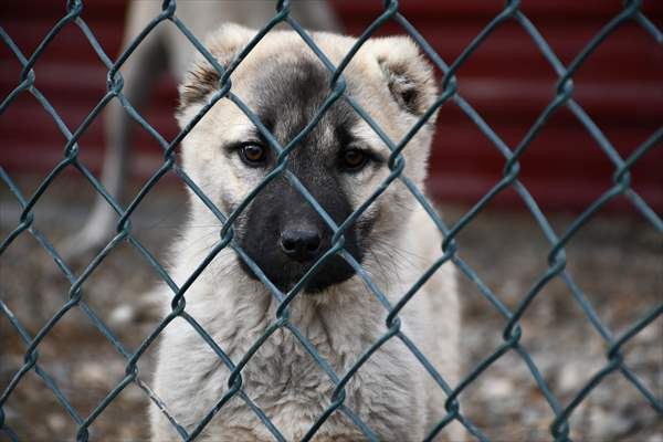 Kangal köpekleri 'tam donanımlı' merkezde yetiştiriliyor - Resim: 2