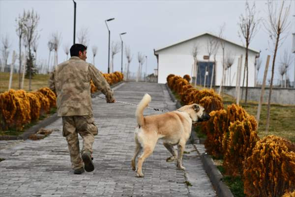 Kangal köpekleri 'tam donanımlı' merkezde yetiştiriliyor - Resim: 3