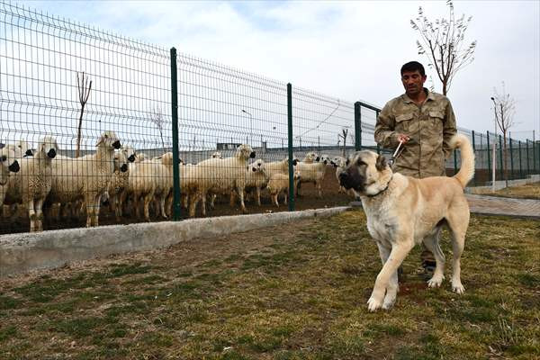 Kangal köpekleri 'tam donanımlı' merkezde yetiştiriliyor - Resim: 4