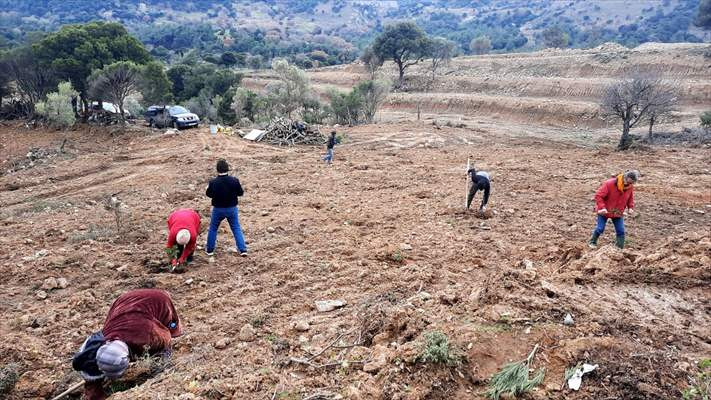 Türkiye'nin en büyük adası 'damla sakızı' üretim merkezi oluyor - Resim: 2