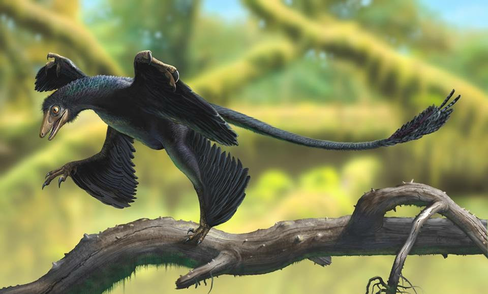 Dinozorlar sandığımızdan daha fazla kuş - Resim: 4