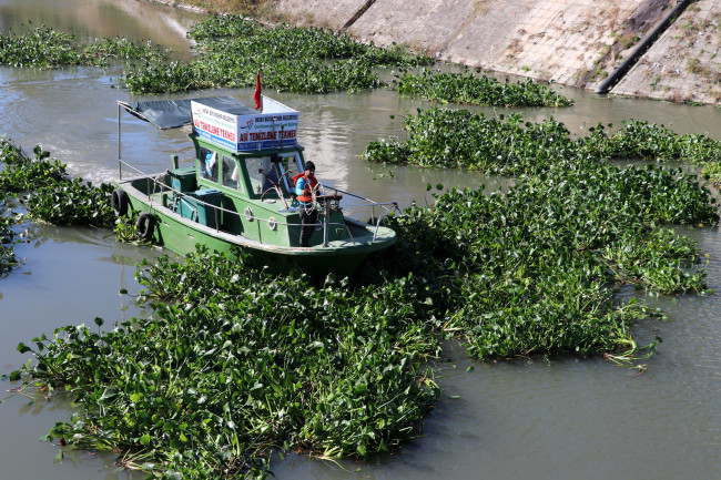 Asi Nehri'den tonlarca su sümbülü temizlendi - Resim: 1