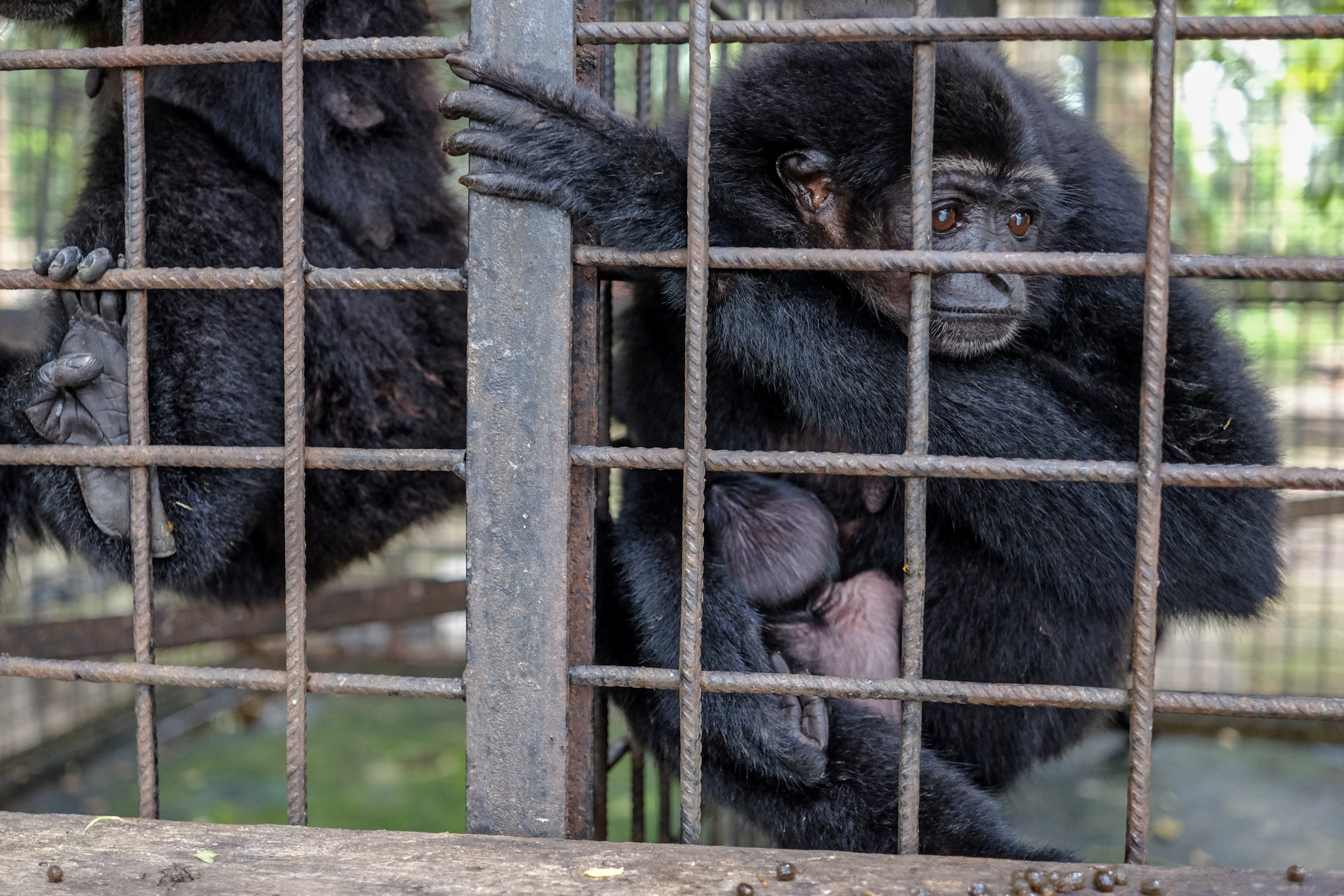 Endonezya'da kara elli gibbon dünyaya geldi - Resim: 1