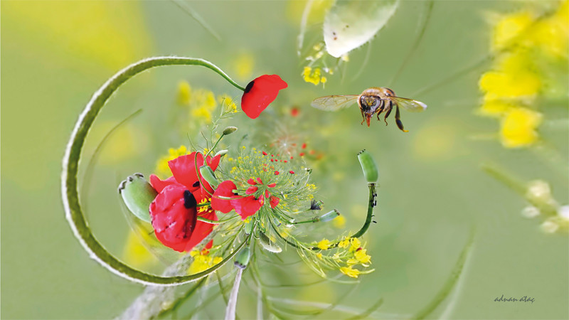 Türk fotoğrafının duayeni Adnan Ataç - Resim: 2