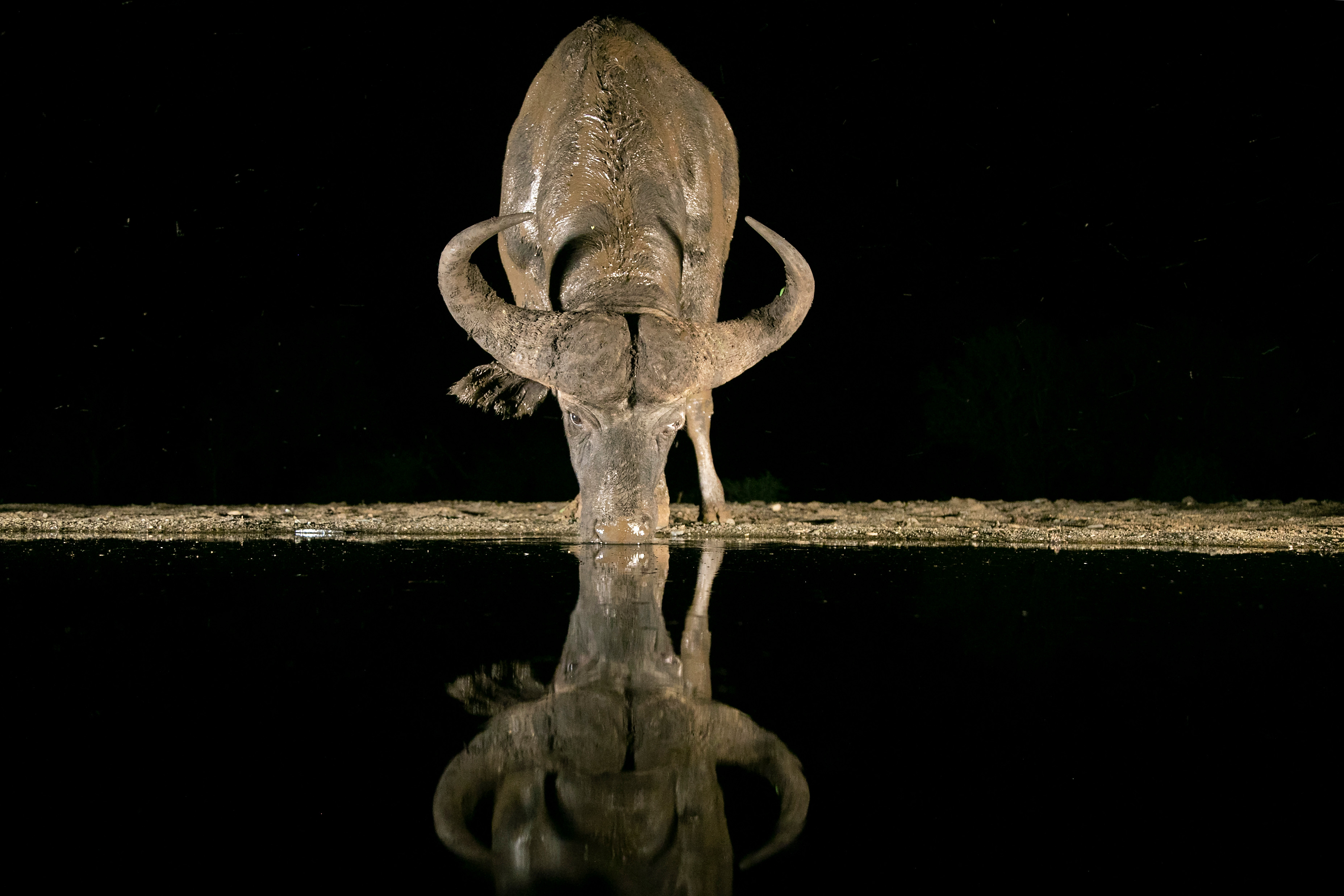 Yakup Can Dilmener yaban hayatın fotoğrafçısı - Resim: 2