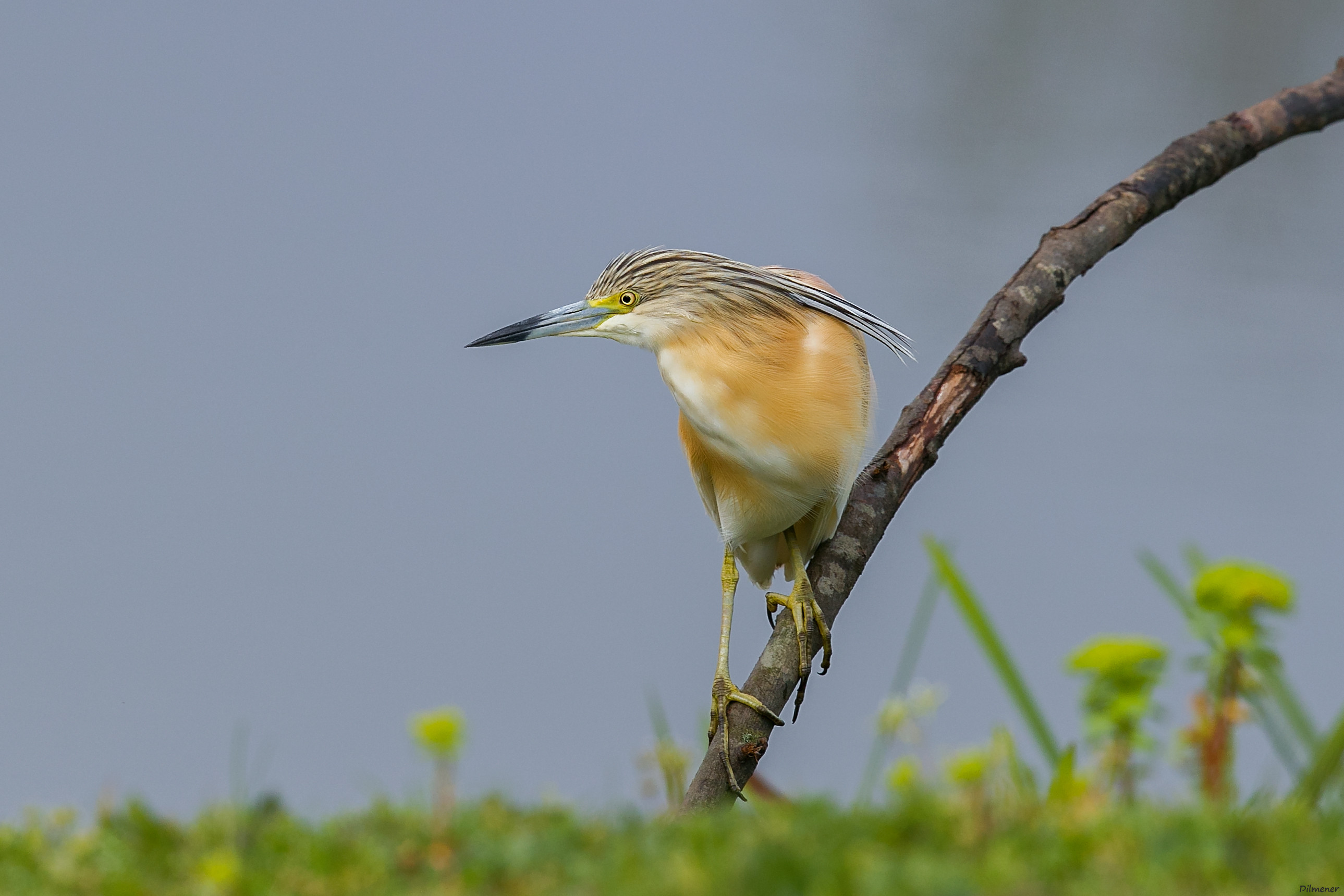 Yakup Can Dilmener yaban hayatın fotoğrafçısı - Resim: 3