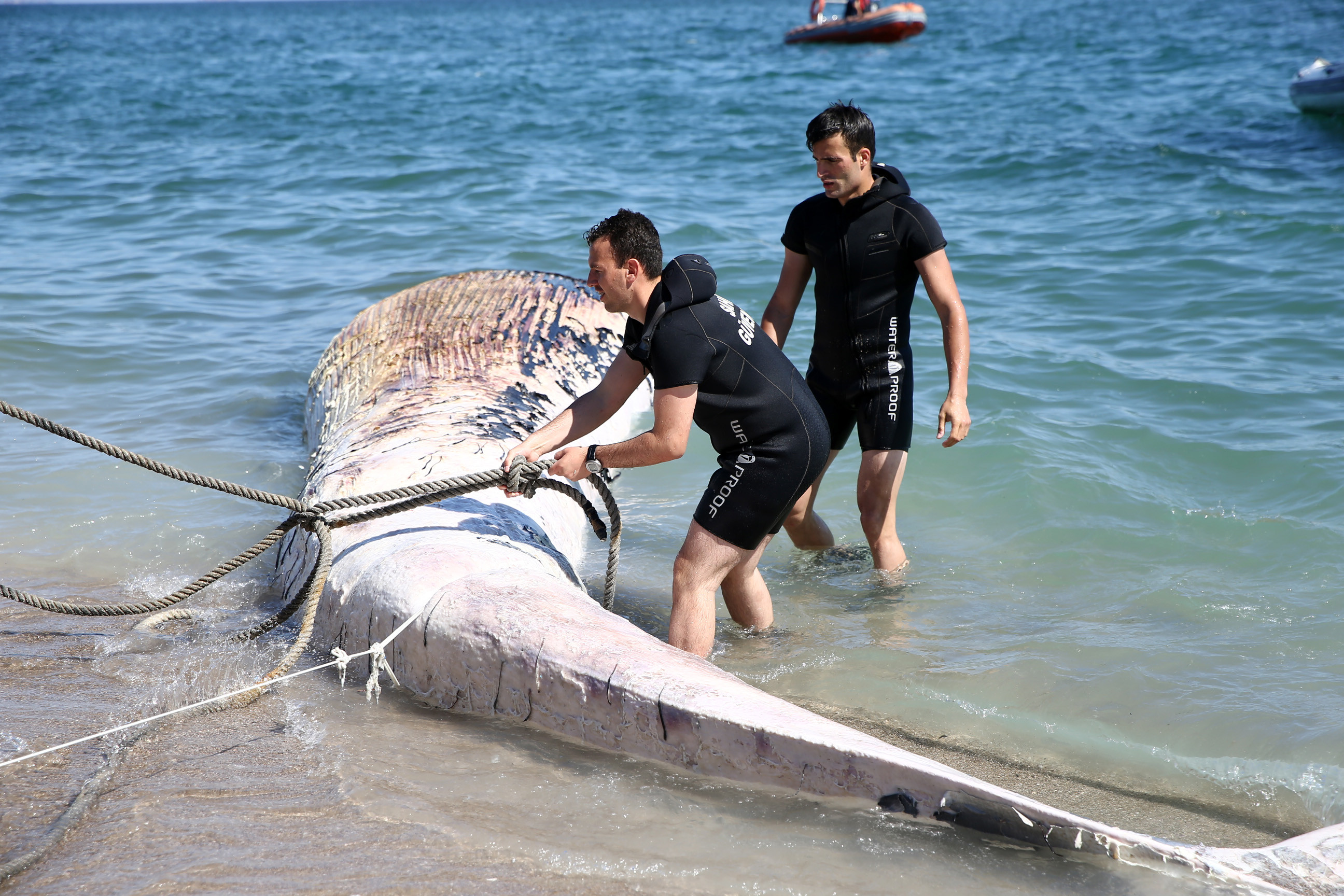 Mersin sahiline 14 metrelik oluklu balina vurdu - Resim: 2