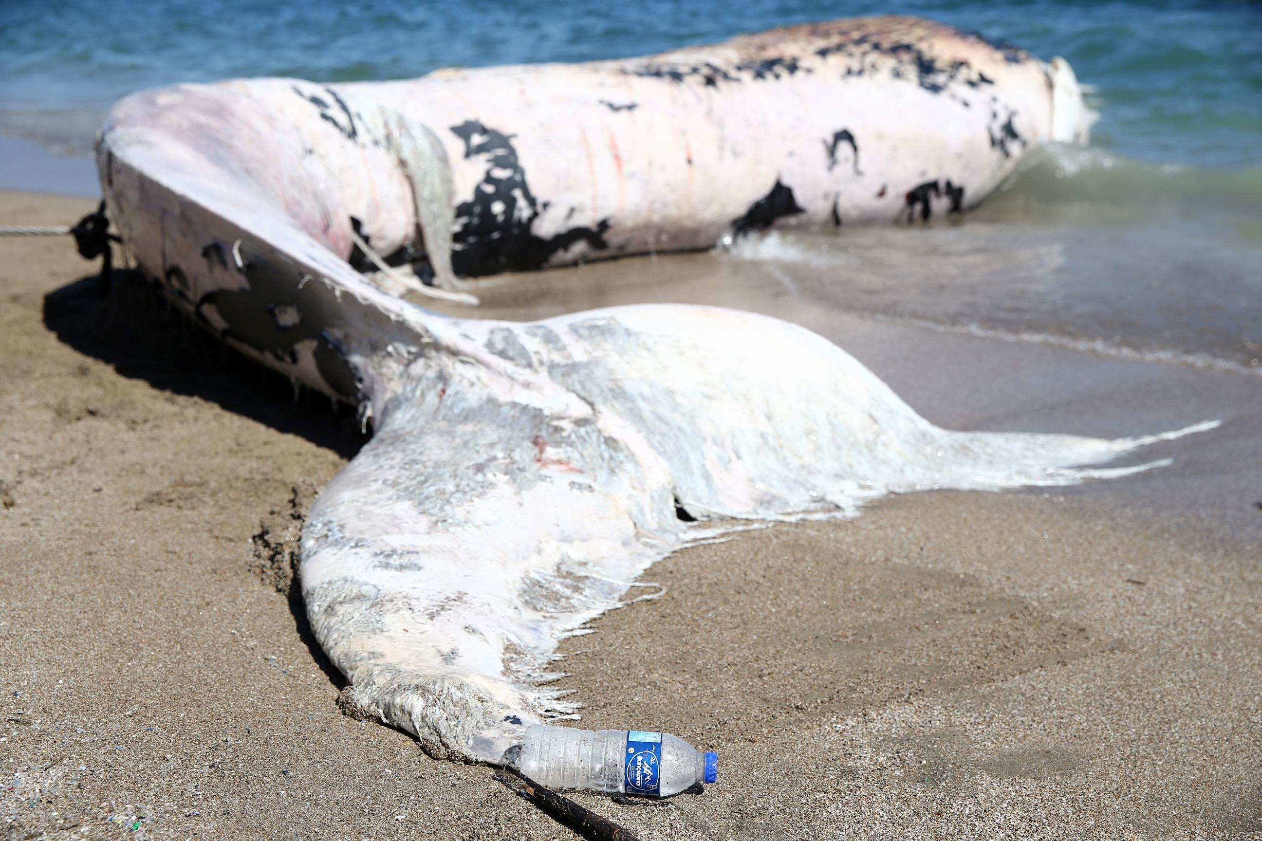 Mersin sahiline 14 metrelik oluklu balina vurdu - Resim: 1