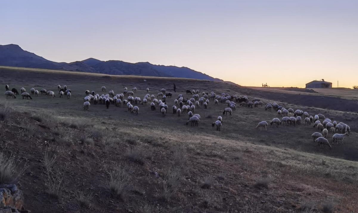 Elazığ'da kaybolan 190 koyun drone ile bulundu - Resim: 1