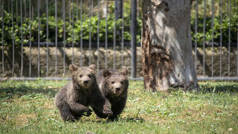 Yavru boz ayılar "İnci" ve "Güçlü" Tarsus Doğa Parkı'nın neşesi oldu - Resim: 1