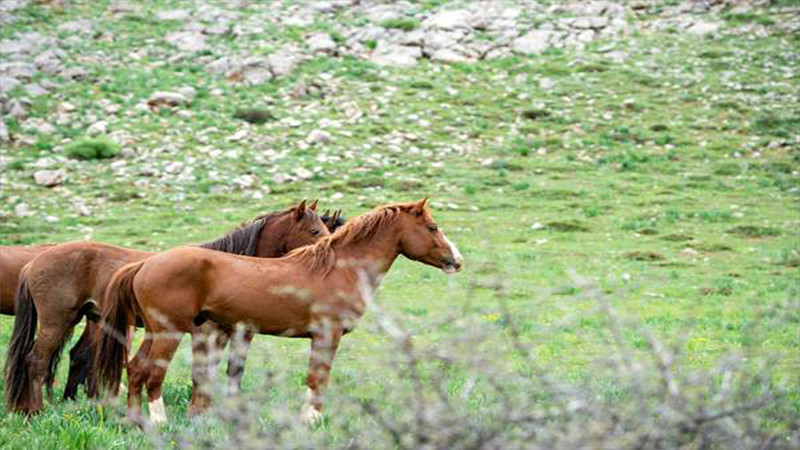 Mercan ve Munzur dağlarındaki atlar doğa tutkunlarının ilgisini çekiyor - Resim: 1