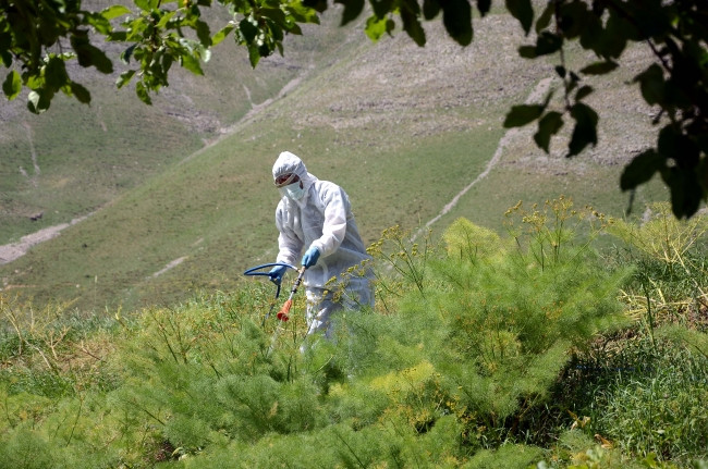 Bitlis'te çekirge istilası korkuttu - Resim: 1