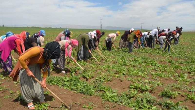 Tarım işçilerinin mesaisi başladı - Resim: 2