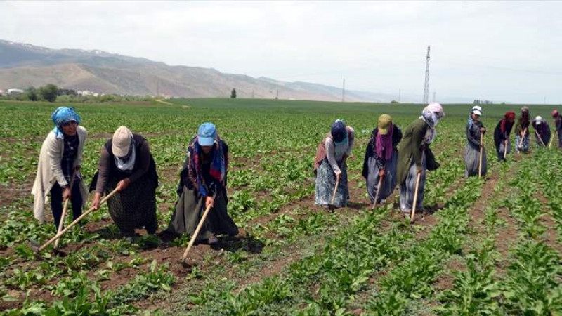 Tarım işçilerinin mesaisi başladı - Resim: 1