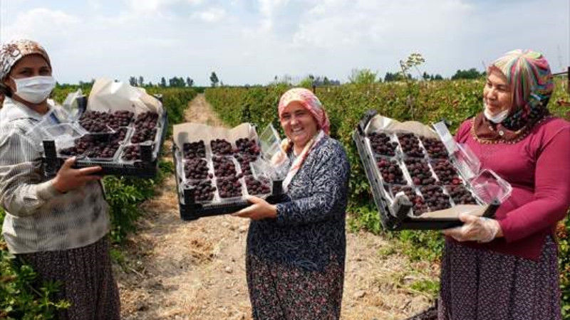 Osmaniye'de erkenci böğürtlen hasadı - Resim: 1