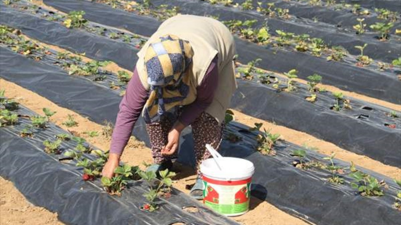 'Hüyük çileği' coğrafi işaretle tescillendi - Resim: 1