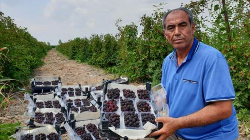 Osmaniye'de erkenci böğürtlen hasadı - Resim: 2