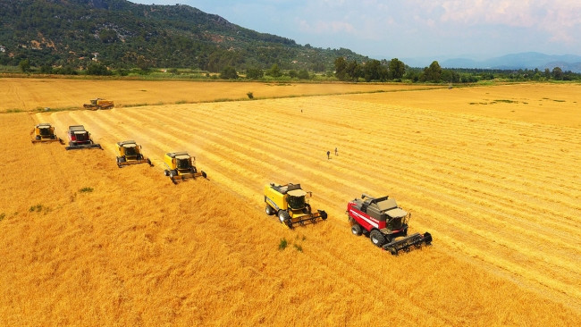 Yerli tohum buğdayda yüksek verim - Resim: 1