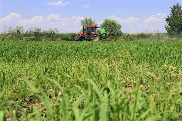 Çeltik ambarında üreticinin 'yabancı otla mücadele' mesaisi - Resim: 2