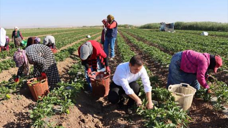 Kilis'te hasat başladı - Resim: 1